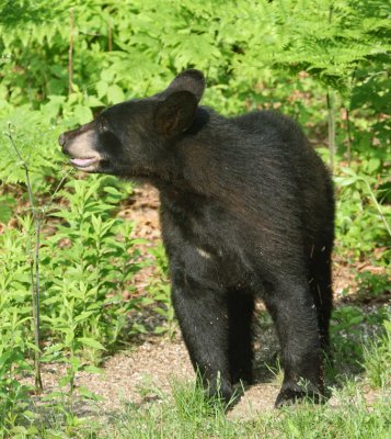 Black Bear - Ursus americanus