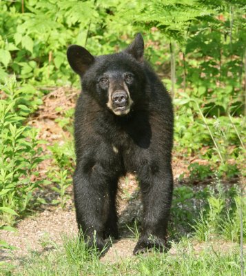 Black Bear - Ursus americanus