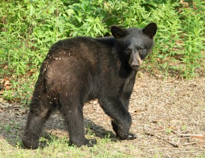 Black Bear - Ursus americanus