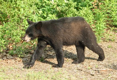 Black Bear - Ursus americanus