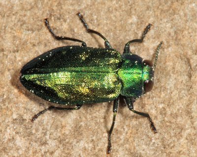 Metallic Wood-boring Beetles - Genus Chrysobothris