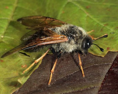 Trichiosoma triangulum