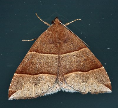8727 - maple looper moth - Parallelia bistriaris
