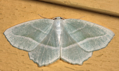 6796 - Pale Beauty - Campaea perlata