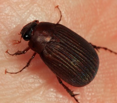Serica sericea