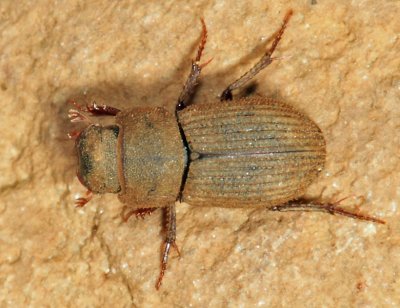 Ataenius imbricatus