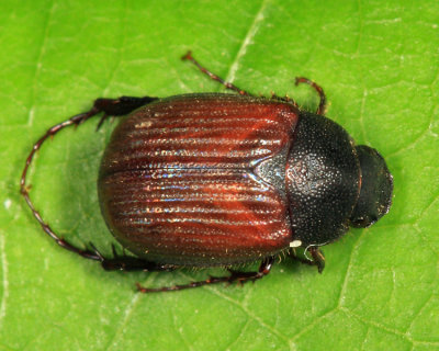 Serica blatchleyi