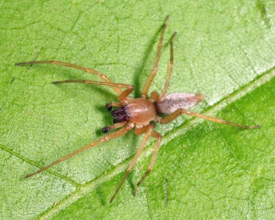 Sac Spiders - Clubionidae