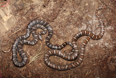 Eastern Milk Snake - Lampropeltis triangulum triangulum