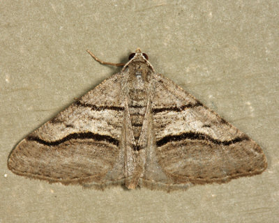 6362 - Curve-lined Angle - Digrammia continuata