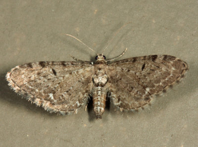 7488 - Eupithecia tripunctaria