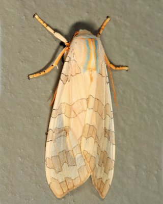 8203 - Banded Tussock Moth - Halysidota tessellaris