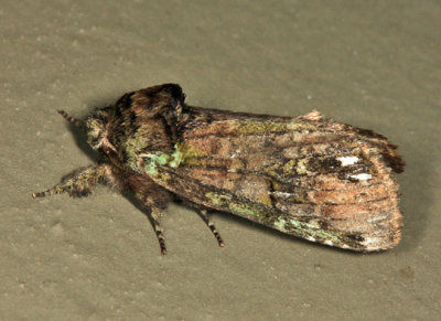 8007 -  Unicorn Caterpillar Moth - Schizura unicornis