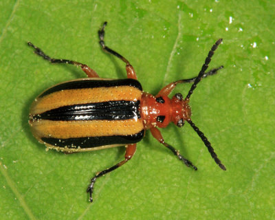 Three-lined Potato Beetle - Lema daturaphila