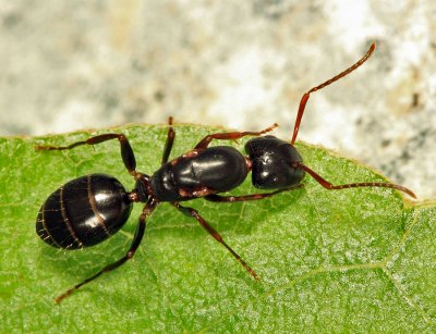 Camponotus nearcticus