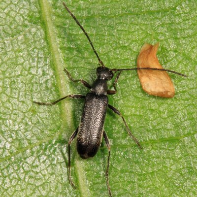 Grammoptera haematites