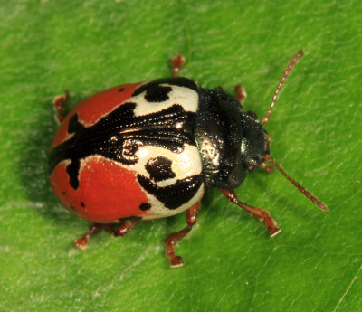 Calligrapha rowena