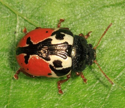 Calligrapha rowena