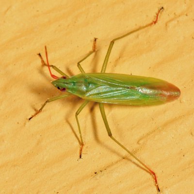 Rice Leaf Bug - Trigonotylus caelestialium