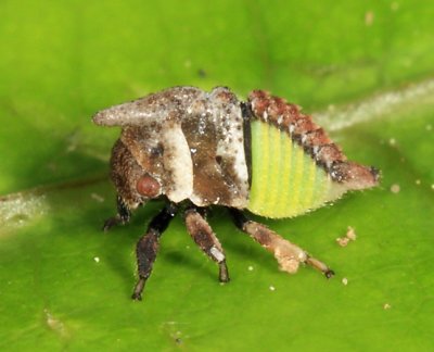 Widefooted Treehopper nymph - Campylenchia latipes
