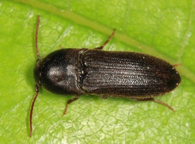 Isarthrus calceatus