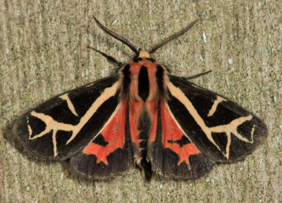 8188 - Figured Tiger Moth - Grammia figurata