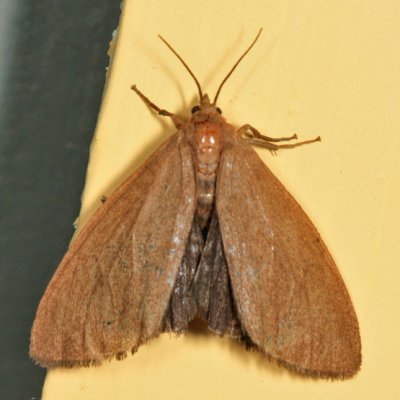 8118 - Tawny Virbia - Virbia opella