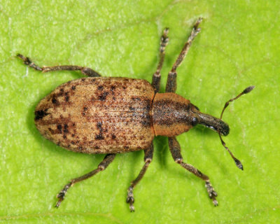 Hypera rumicis