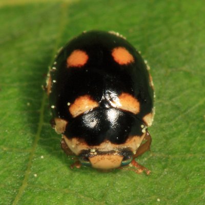Orange-spotted Lady Beetle - Brachiacantha ursina