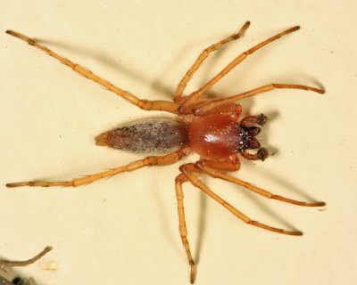 Clubiona sp.