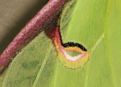 7758 - Luna Moth - Actias luna (eyespot close up)