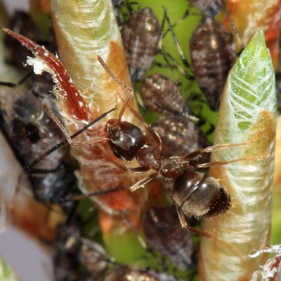 Lasius americanus