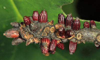 Callirhytis quercusgemmaria