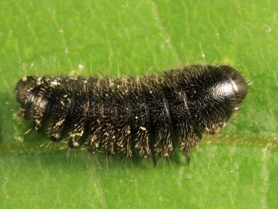 Cytilus alternatus (larva)