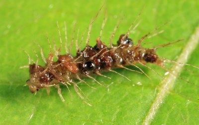 Peltodytes sp. (larva)