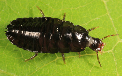 Carabinae (larva)