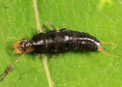 Chlaenius sp.