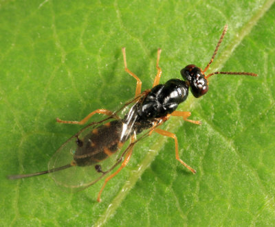 Megastigmus sp.