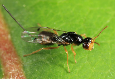 Megastigmus sp.