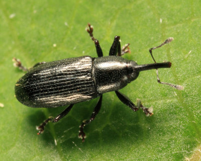 Sibariops sp.