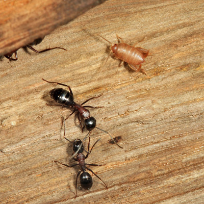 Eastern Ant Cricket - Myrmecophilus pergandei