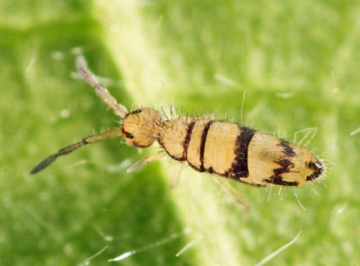 Entomobrya ligata