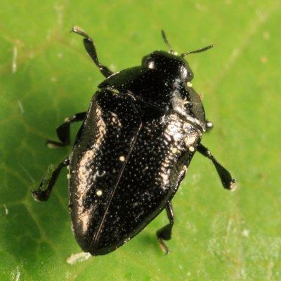 Metallic Wood-boring Beetles - Genus Pachyschelus