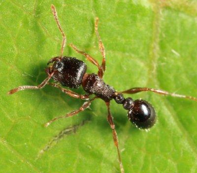 Immigrant Pavement Ant - Tetramorium immigrans