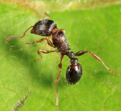 Immigrant Pavement Ant - Tetramorium immigrans