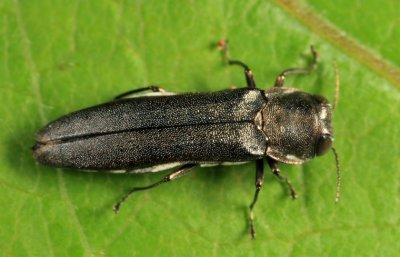  Agrilus olivaceoniger