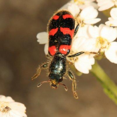  Red-blue Checkered Beetle - Trichodes nuttalli