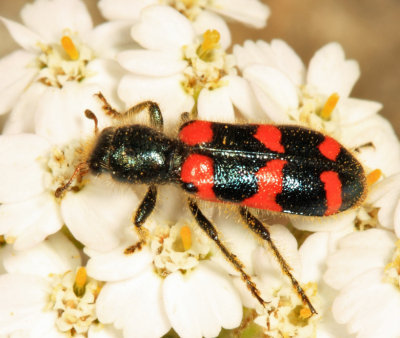  Red-blue Checkered Beetle - Trichodes nuttalli