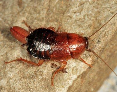 Virginia Wood Cockroach laying an ootheca - Parcoblatta virginica
