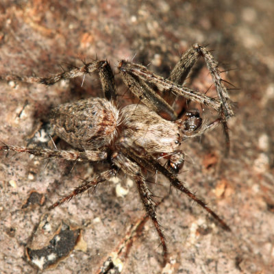 Eustala sp. (male)